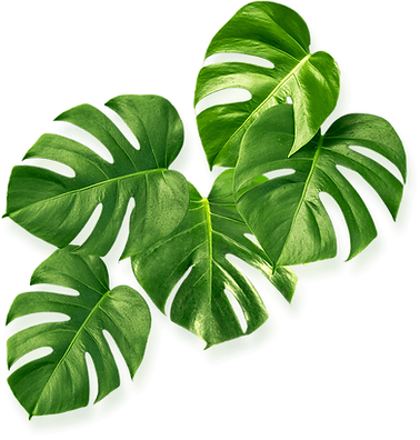leaf01.png