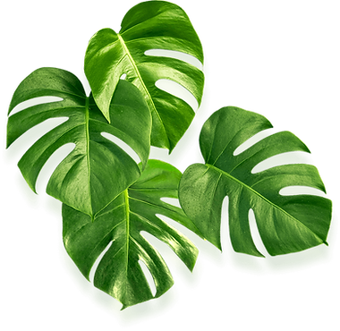 leaf02.png
