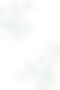 leafshadow_bg_sp.png
